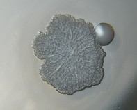 water bacteria water bacteria
